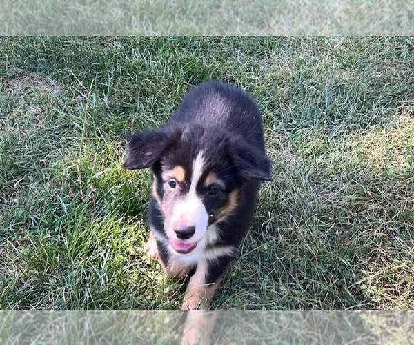 Medium Photo #2 Miniature Australian Shepherd Puppy For Sale in WENTZVILLE, MO, USA