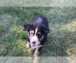 Small #1 Miniature Australian Shepherd