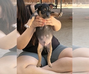 American Bully Puppy for sale in AURORA, CO, USA