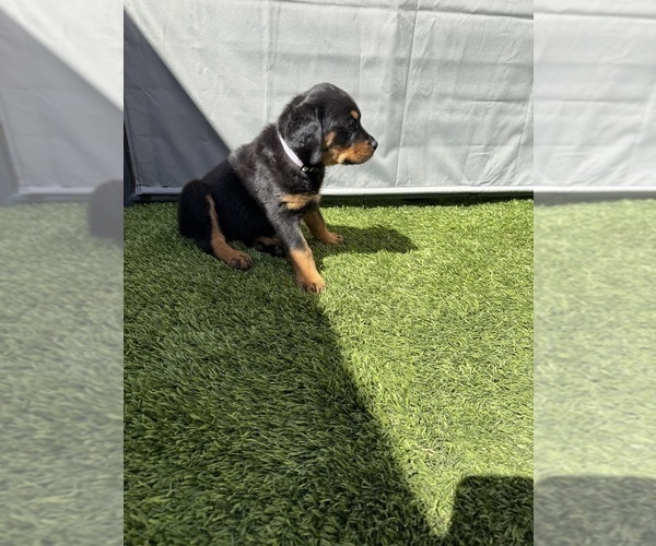 Medium Photo #4 Rottweiler Puppy For Sale in SAN JOSE, CA, USA