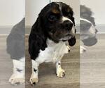 Small #5 Cocker Spaniel