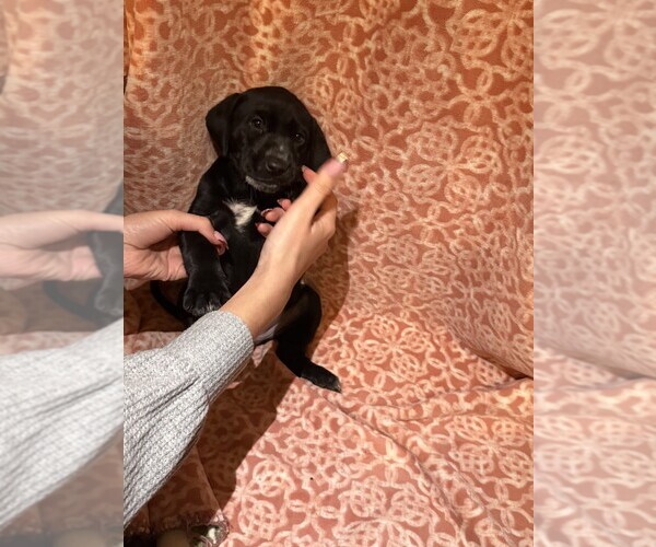 Medium Photo #6 Labmatian Puppy For Sale in ANTIOCH, CA, USA