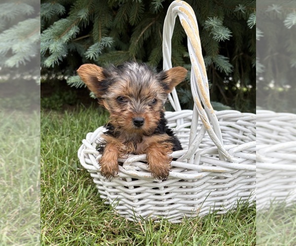 Medium Photo #4 Yorkshire Terrier Puppy For Sale in MIDDLEBURY, IN, USA