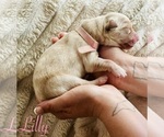 Puppy Lilly Golden Retriever