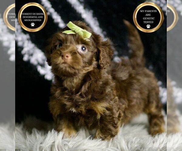 Medium Photo #1 YorkiePoo Puppy For Sale in WARSAW, IN, USA