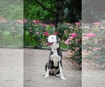 Small #8 American Pit Bull Terrier Mix