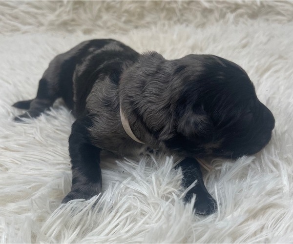Medium Photo #26 Goldendoodle Puppy For Sale in PIERSON, FL, USA