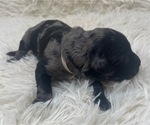 Small Photo #26 Goldendoodle Puppy For Sale in PIERSON, FL, USA