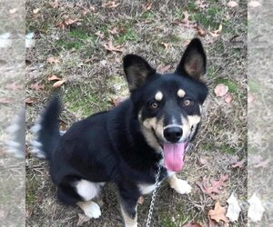 German Shepherd Dog-Huskies  Mix Dogs for adoption in Rossville, GA, USA