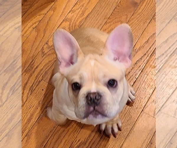 Medium Photo #21 French Bulldog Puppy For Sale in LEES SUMMIT, MO, USA