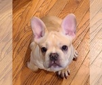 Small Photo #21 French Bulldog Puppy For Sale in LEES SUMMIT, MO, USA