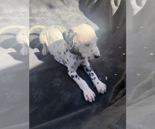Medium Photo #3 Dalmatian Puppy For Sale in COLTON, CA, USA