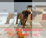 Small #2 Cane Corso