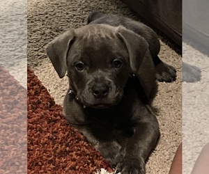 American Staffordshire Terrier-Cane Corso Mix Puppy for sale in ROUND ROCK, TX, USA