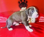 Small Photo #3 American Pit Bull Terrier Puppy For Sale in TRENTON, NJ, USA