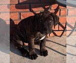 Small Photo #5 Cane Corso Puppy For Sale in FAYETTEVILLE, NC, USA