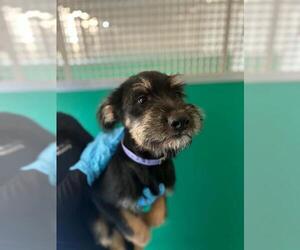 Rottweiler-Unknown Mix Dogs for adoption in Visalia, CA, USA