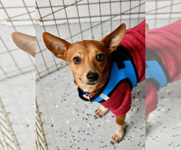 Medium Photo #3  Puppy For Sale in , 