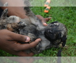 Small Photo #40 Goldendoodle Puppy For Sale in COVINGTON, GA, USA