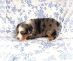 Small #17 Miniature Australian Shepherd