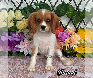 Cavalier King Charles Spaniel Puppy for sale in MIAMI, FL, USA