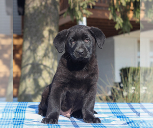 Shepradors Puppy for sale in BIRD IN HAND, PA, USA
