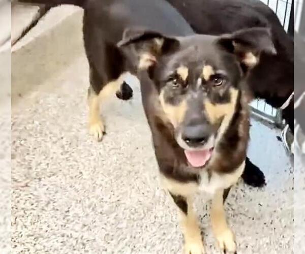 Medium Photo #3 German Shepherd Dog-Unknown Mix Puppy For Sale in Houston, TX, USA