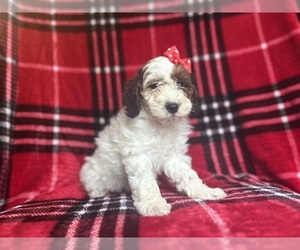 Cock-A-Poo Puppy for sale in LAKELAND, FL, USA