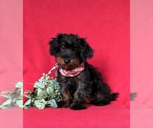 YorkiePoo Puppy for sale in KIRKWOOD, PA, USA