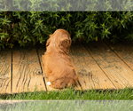 Small #22 Cocker Spaniel