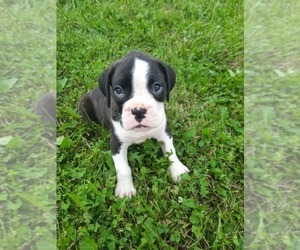 Boxer Puppy for Sale in DILLSBORO, Indiana USA