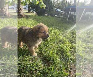 St. Weiler Puppy for sale in LOWRY, MN, USA