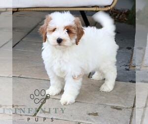 Goldendoodle (Miniature) Puppy for sale in NARVON, PA, USA