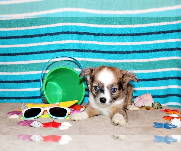 Medium Photo #5 Chihuahua Puppy For Sale in CHARLESTON, AR, USA