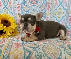 French Bulldog Puppy for sale in LANCASTER, PA, USA