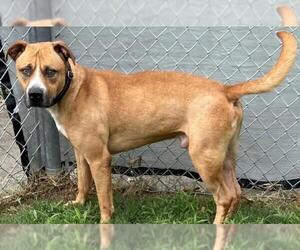 Bullboxer Pit Dogs for adoption in Texas City, TX, USA