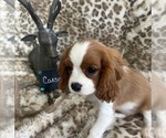 Small #2 Cavalier King Charles Spaniel