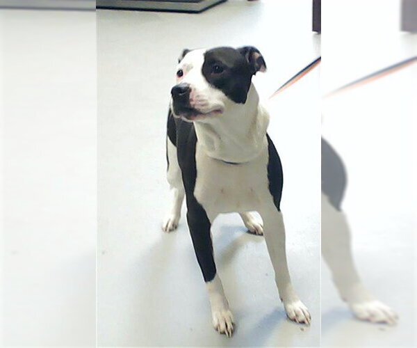 Medium Photo #1 Mutt Puppy For Sale in Fayetteville, NC, USA