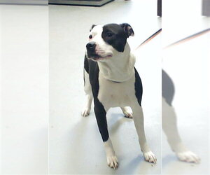 Mutt Dogs for adoption in Fayetteville, NC, USA