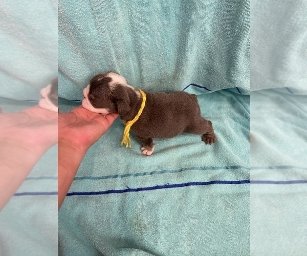 Medium Photo #5 English Bulldog Puppy For Sale in DENVER CITY, TX, USA