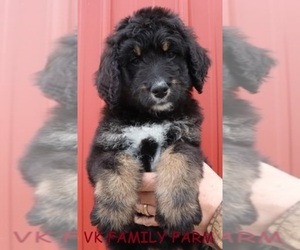 Poodle (Standard) Puppy for sale in MARTINSVILLE, IN, USA