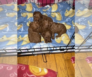 Poodle (Toy) Puppy for sale in BROWNSVILLE, KY, USA