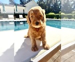 Small #1 Goldendoodle