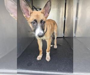Mutt Dogs for adoption in San Antonio, TX, USA