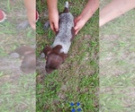 Small Photo #2 German Shorthaired Pointer Puppy For Sale in FORT WHITE, FL, USA