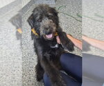 Small #2 Irish Wolfhound Mix