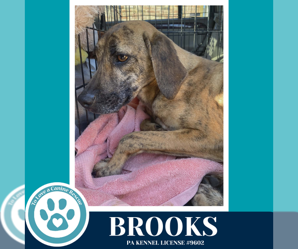 Medium Photo #2 Mountain Cur-Unknown Mix Puppy For Sale in Kimberton, PA, USA