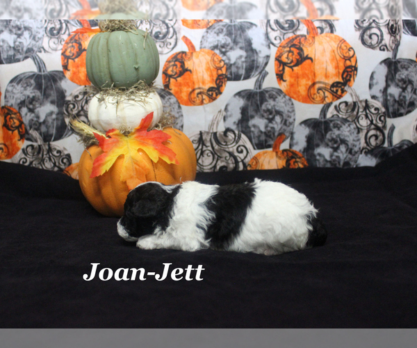Medium Photo #7 Poodle (Toy) Puppy For Sale in CHANUTE, KS, USA