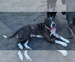 Small #1 Mutt