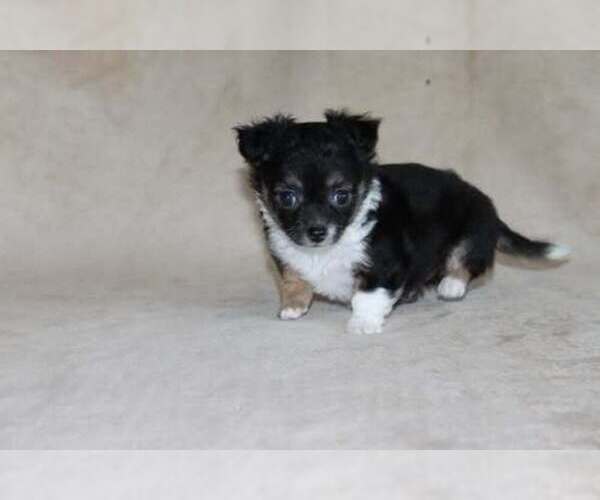 Medium Photo #18 Chihuahua Puppy For Sale in HUDSONVILLE, MI, USA